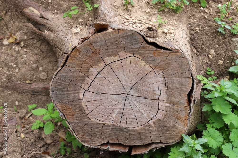 Fototapeta premium An old stump is a small part of a felled tree trunk.