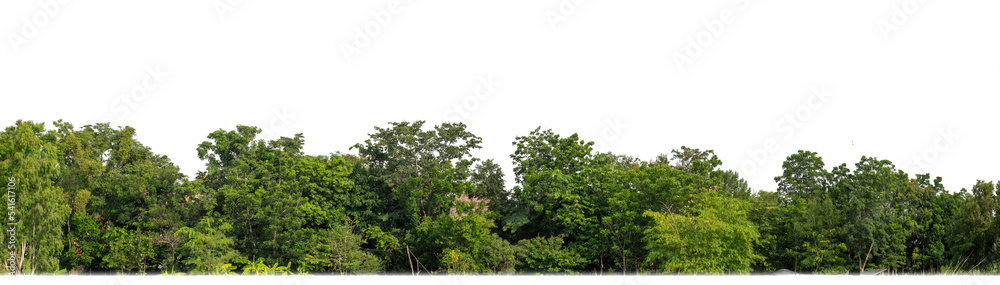 Green Trees isolated on white background. are Forest and foliage in summer for both printing and web pages with cut path and alpha channel Green Trees isolated on white background. are Forest and foliage in summer for both printing and web pages with cut path and alpha channel