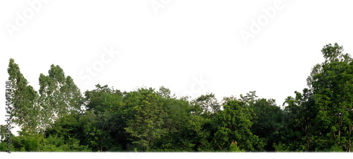 Green Trees isolated on white background. are Forest and foliage in summer for both printing and web pages with cut path and alpha channel