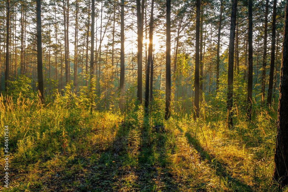 sunset in the forest sunset in the forest