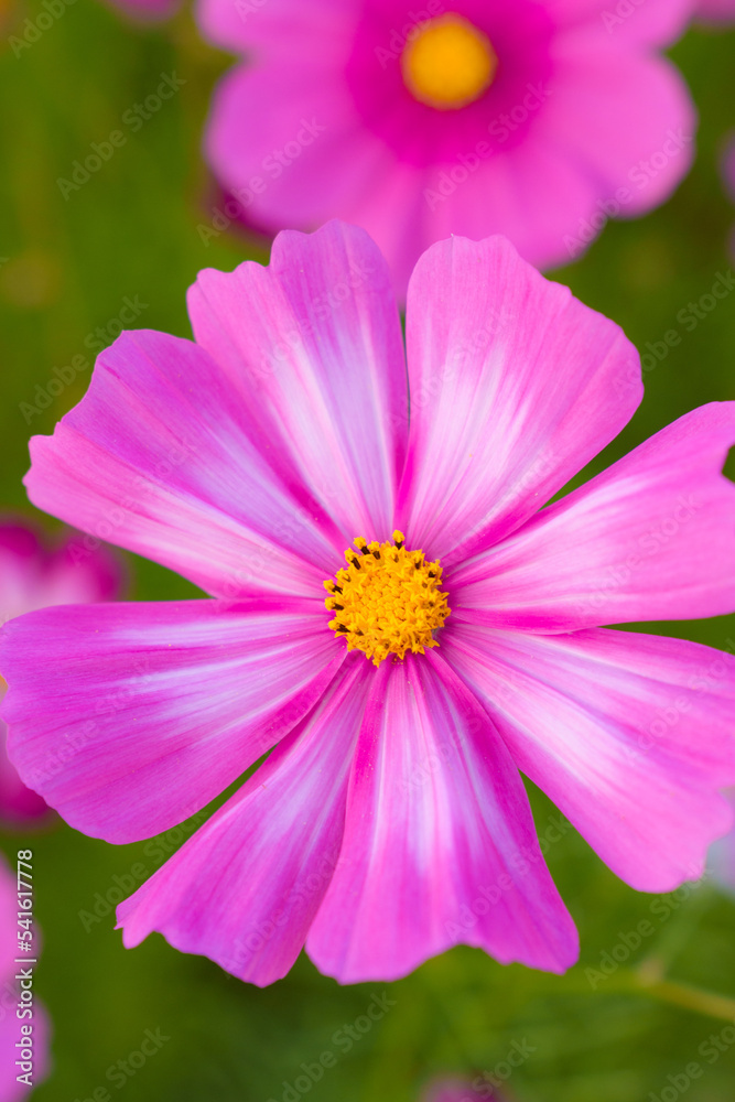 Fototapeta premium 花