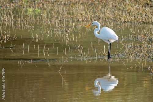 Eastern great egret (Ardea alba modesta) standing in a lake photo