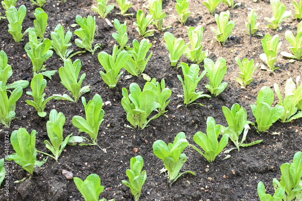 salad vegetable plantations grow in the field. vegetable rows. farming, agriculture. Landscape with agricultural land. crops. selective focus salad vegetable plantations grow in the field. vegetable rows. farming, agriculture. Landscape with agricultural land. crops. selective focus