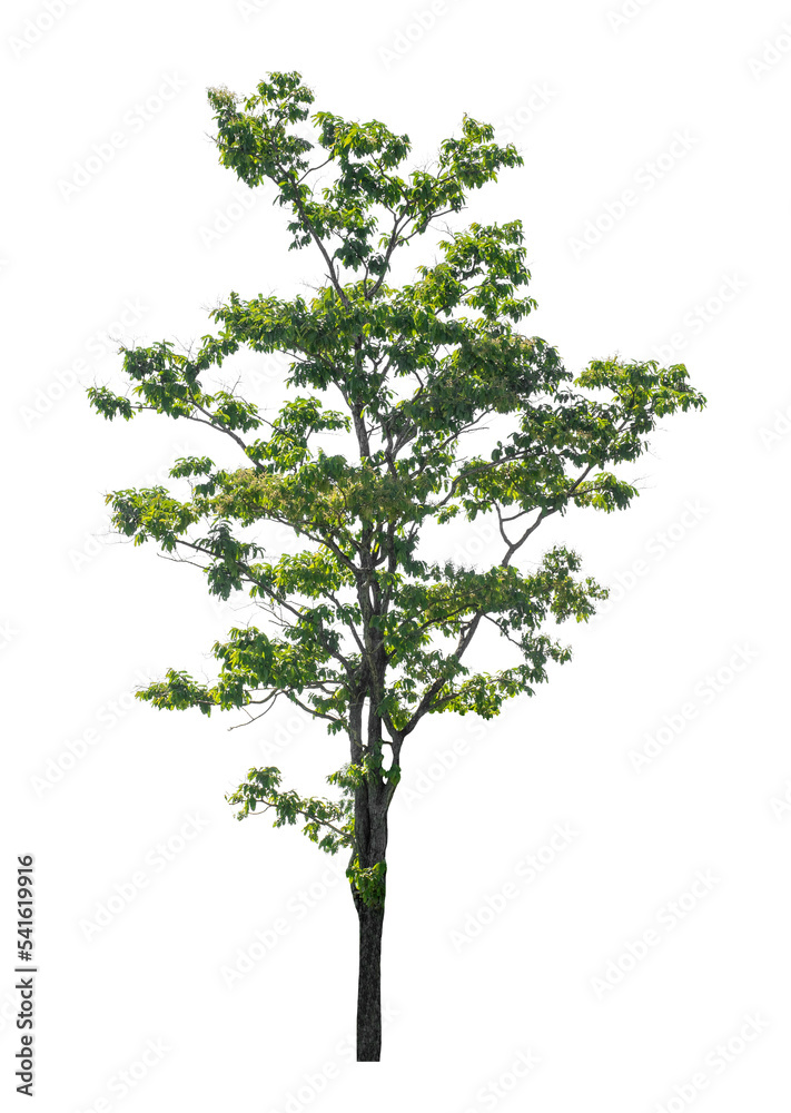 Tree that are isolated on a white background are suitable for both printing and web pages Tree that are isolated on a white background are suitable for both printing and web pages