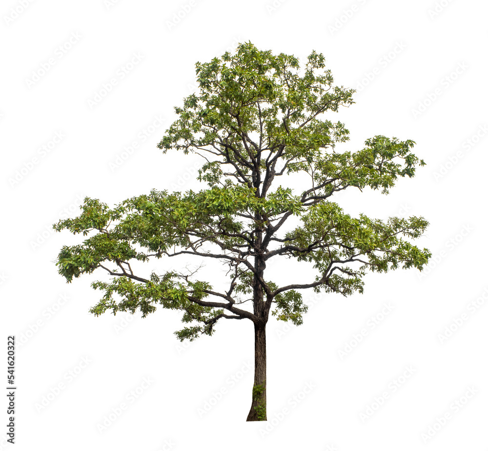 Dead tree that are isolated on a white background are suitable for both printing and web pages Dead tree that are isolated on a white background are suitable for both printing and web pages