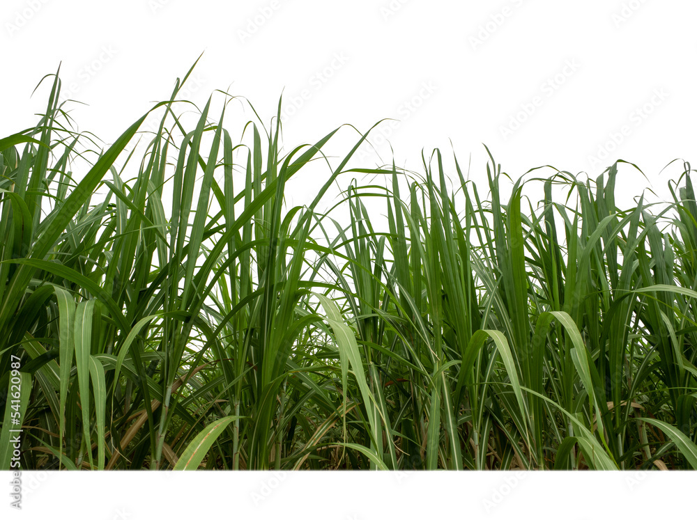 Sugar cane isolated on white background and cliping path Sugar cane isolated on white background and cliping path