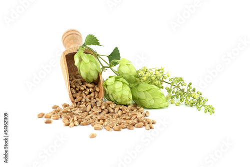 Hop cones and wheat grain over white background photo
