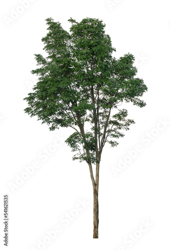  Tree that are isolated on a white background are suitable for both printing and web pages