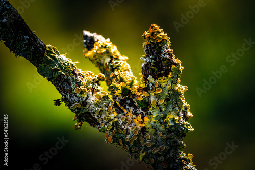 Lichens sur une branches d'arbre en gros plan