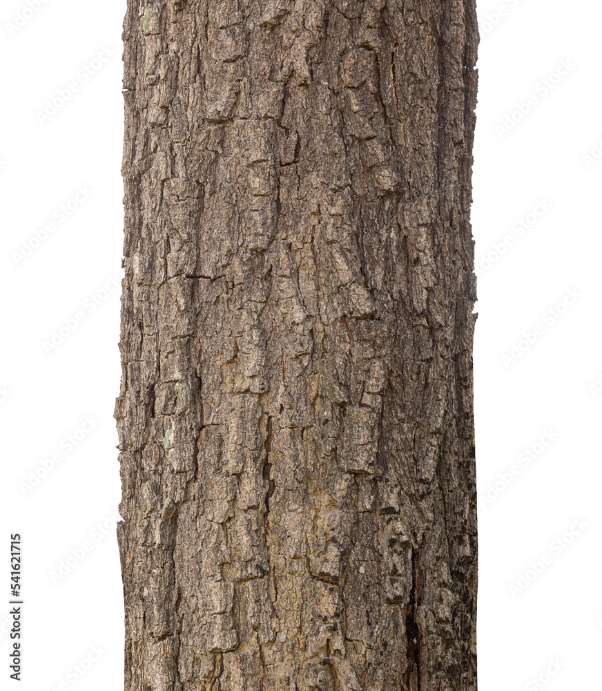 Trunk of a Tree Isolated On White Background