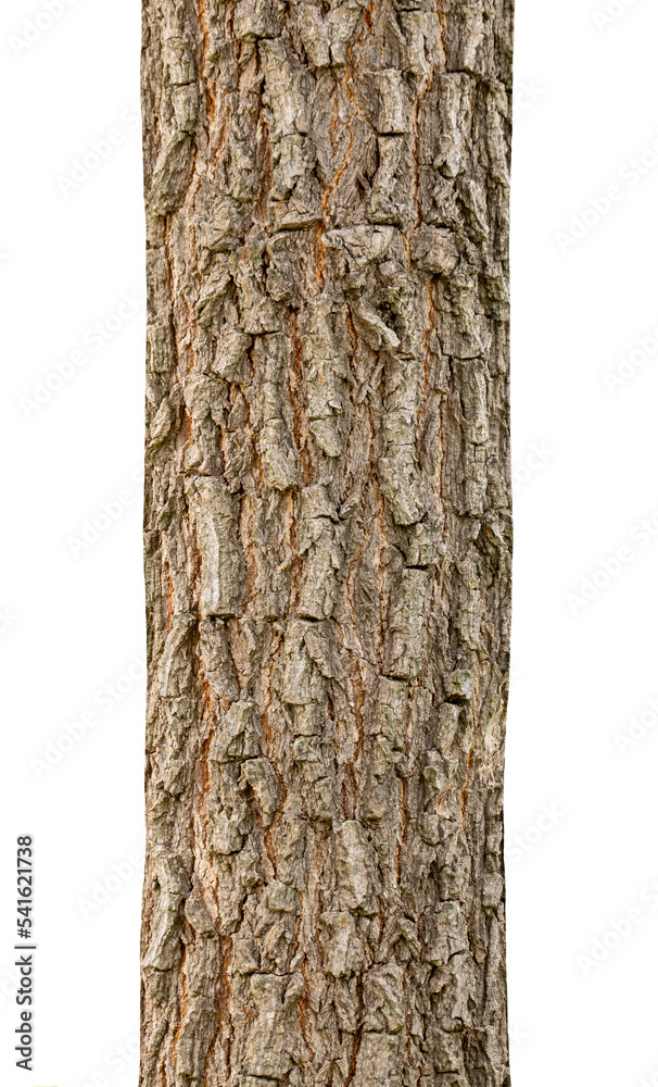 Fototapeta premium Trunk of a Tree Isolated On White Background