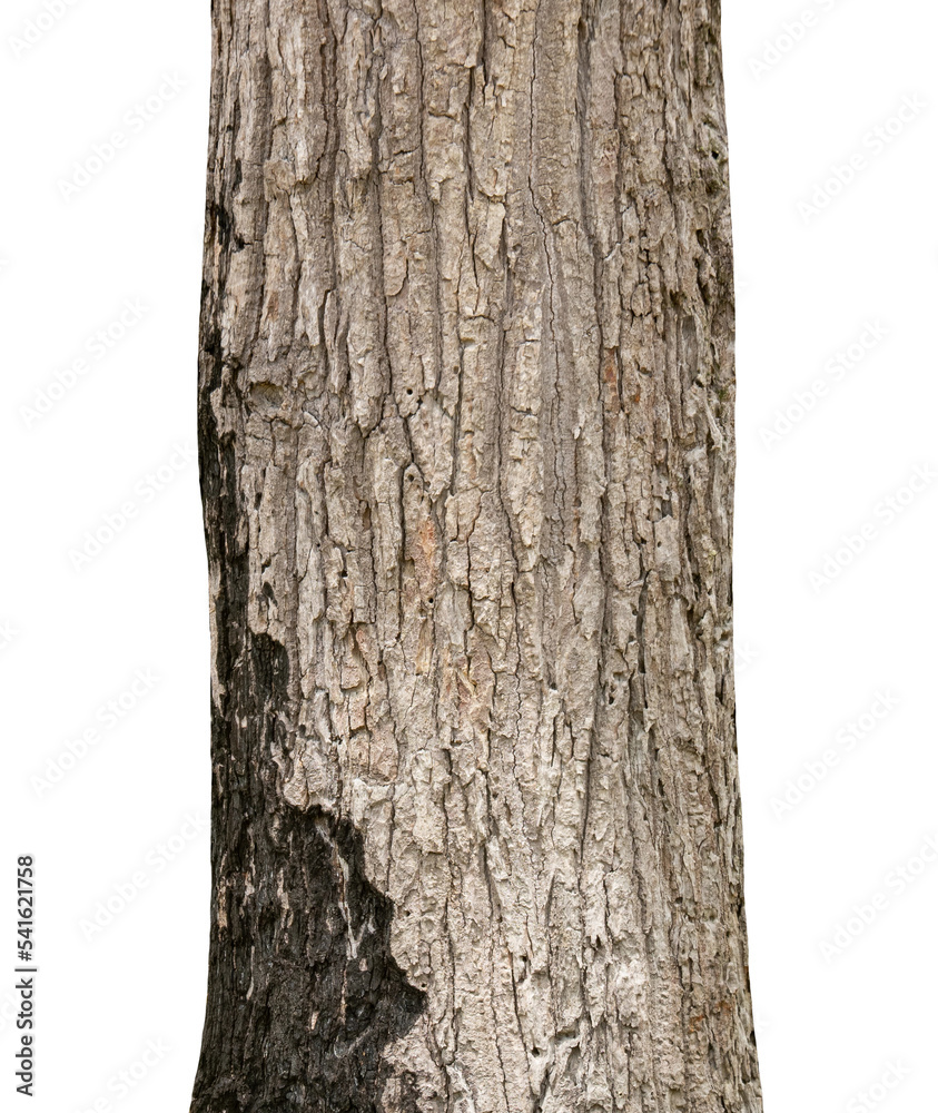 Fototapeta premium Trunk of a Tree Isolated On White Background