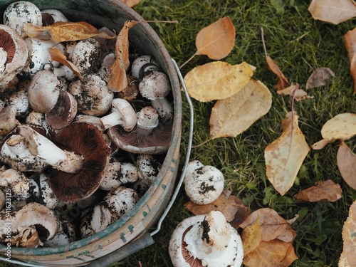 Foto Freshly picked mushrooms in a bucket against the background of withered autumn leaves