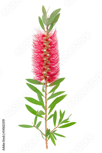 Beautiful bottle brush(Callistemon) flower with leaves isolated on a white background 