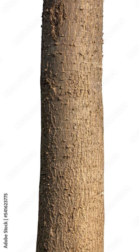 Trunk of a Tree Isolated On White Background