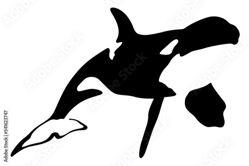 vector killer whale silhouette isolated on white