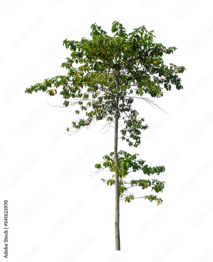 Tree that are isolated on a white background are suitable for both printing and web pages Tree that are isolated on a white background are suitable for both printing and web pages