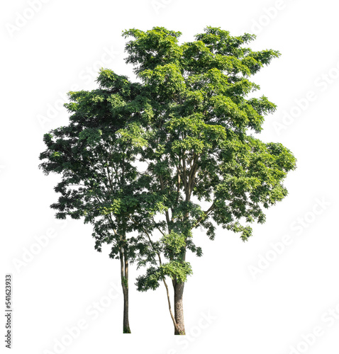 Tree that are isolated on a white background are suitable for both printing and web pages