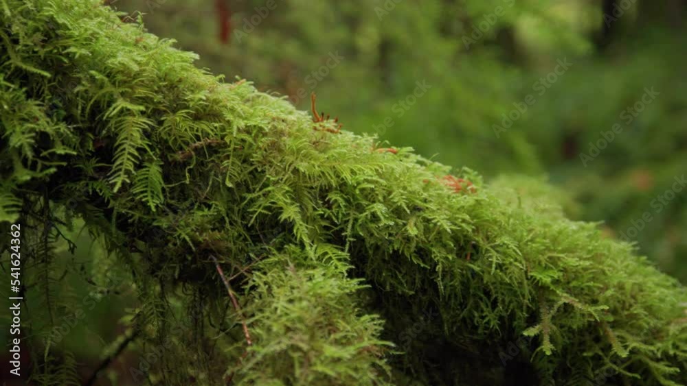 Close up Slider Shot of Moss on a Branch Close up Slider Shot of Moss on a Branch