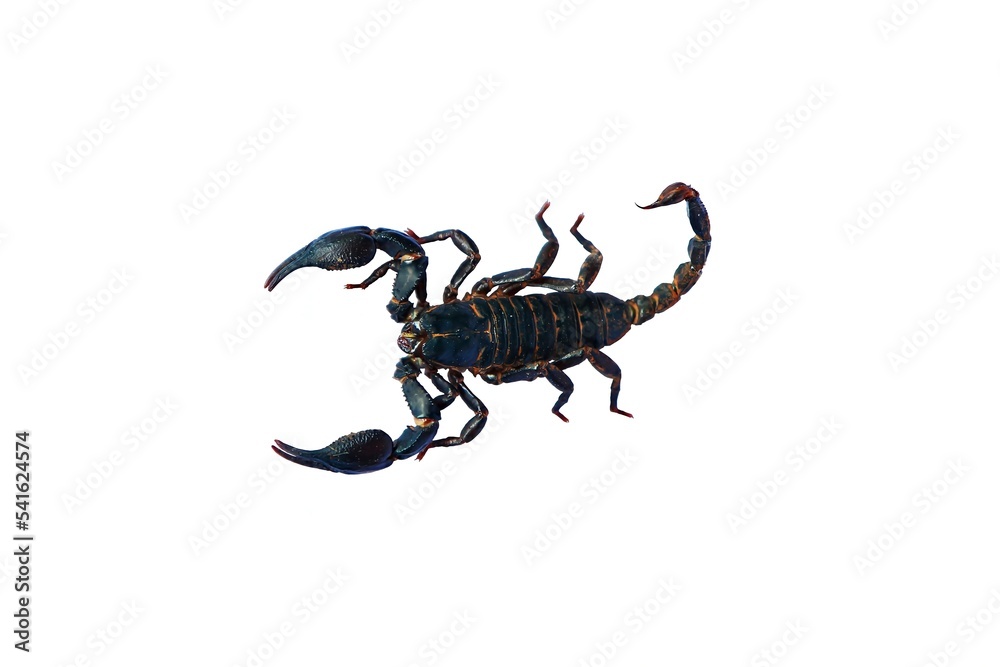 Fototapeta premium scorpion isolated on white