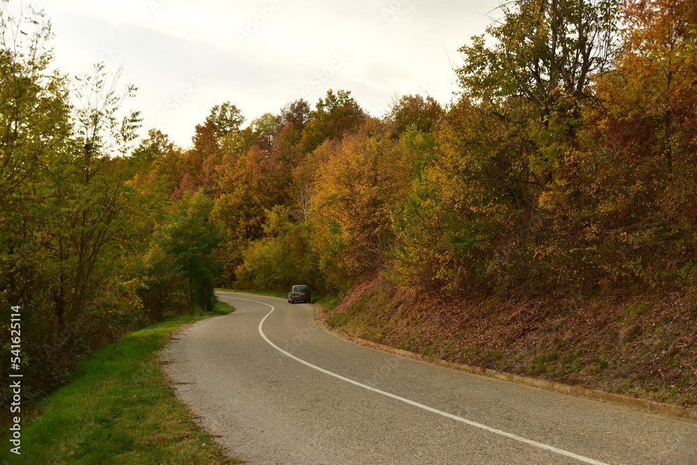 Fototapeta premium road in autumn forest
