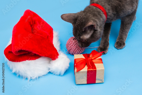 A gray cat in a red collar studies a red and white string, Santa's hat, a gift tied with a ribbon on a blue background. Top view © Anastasiya Famina