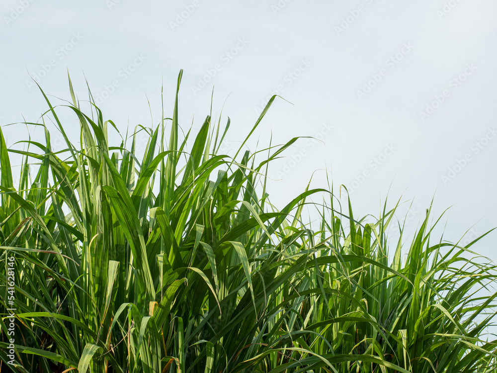 Sugarcane plantations,the agriculture tropical plant in Thailand Sugarcane plantations,the agriculture tropical plant in Thailand