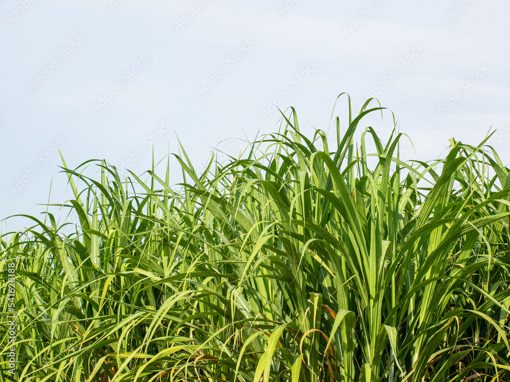 Fototapeta premium Sugarcane plantations,the agriculture tropical plant in Thailand