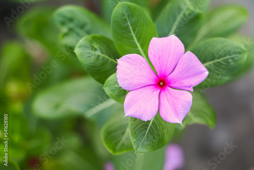 Pink Catharanthus Roseus in the garden