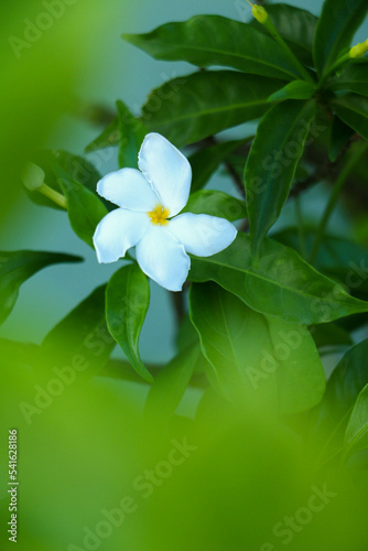 White jasmine in the garden