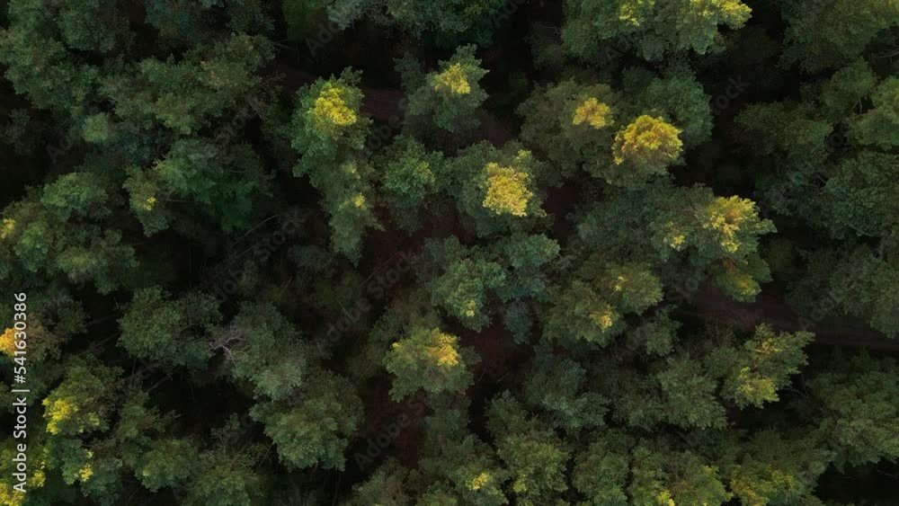 Green trees in autumn colors lit by the setting sun. Top down drone dolley shot Green trees in autumn colors lit by the setting sun. Top down drone dolley shot