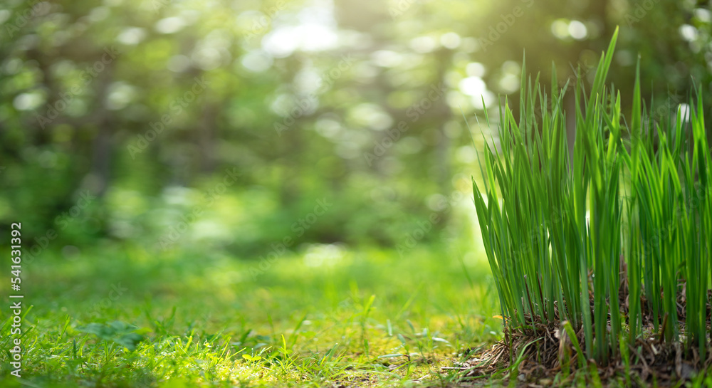 photo wallpaper with green grass and a clean place for text.Environmental ecology.Low shooting point in the grass. Green background with grass in the forest. photo wallpaper with green grass and a clean place for text.Environmental ecology.Low shooting point in the grass. Green background with grass in the forest.