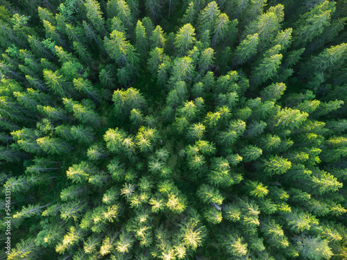 Photo of a green forest from a quadrocopter. Treetops view from above. Shooting nature by drone from the air.A large green spruce forest in the national reserve. photo