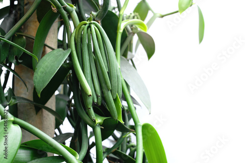 Fototapeta Naklejka Na Ścianę i Meble -  Vanilla pod on Vanilla vine, ripe and ready to harvest, curing to drying pods are incubated to extract the vanilla flavor, on white background