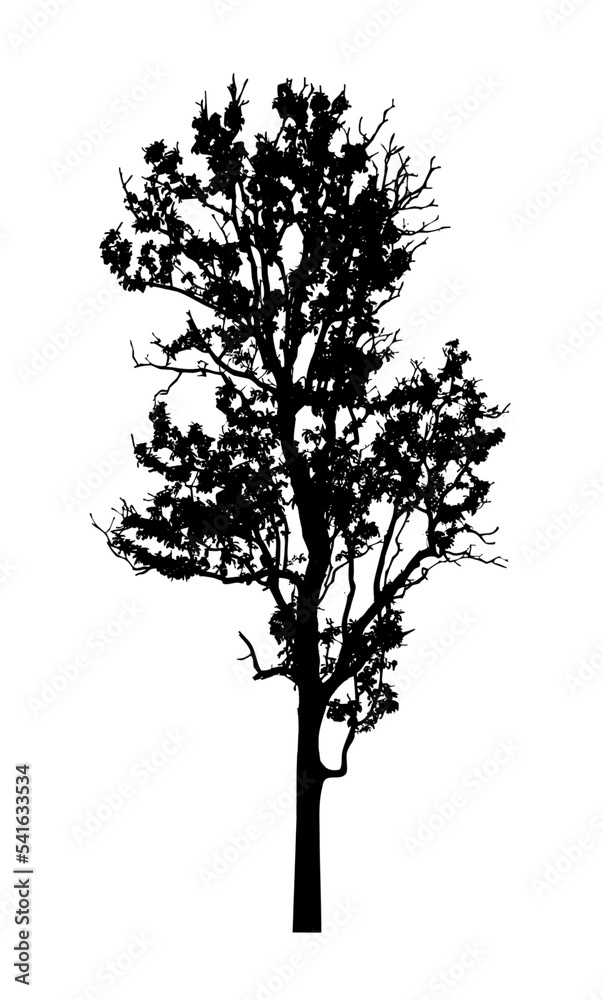 Fototapeta premium Tree silhouette for brush on white background..
