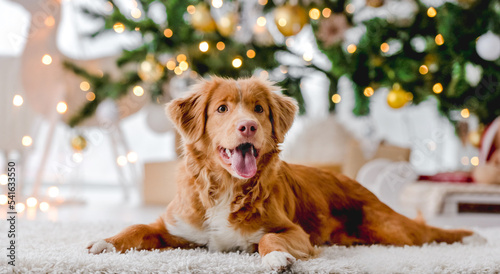 Wallpaper Mural Toller retriever in Christmas time Torontodigital.ca
