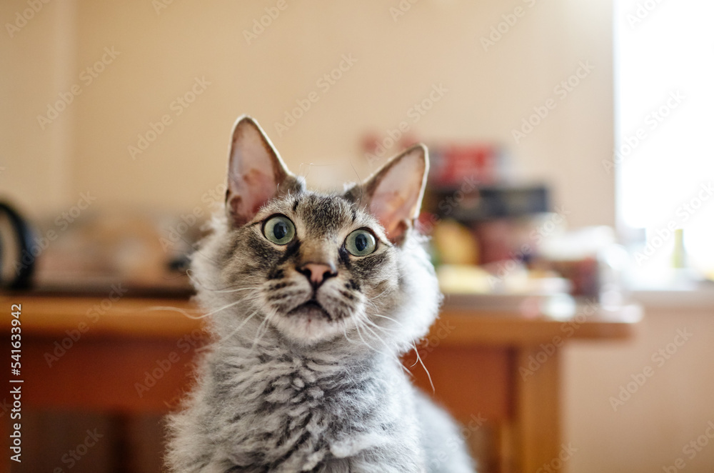 Funny cat with curious face at home. Selective focus with shallow depth of field Funny cat with curious face at home. Selective focus with shallow depth of field