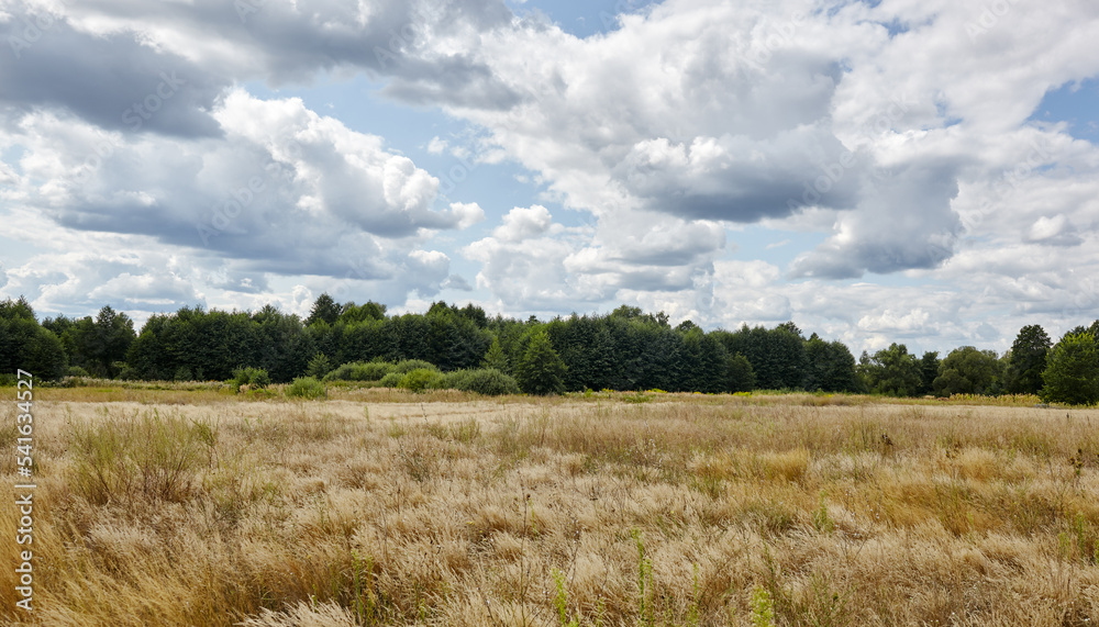 Obraz premium Panoramic photo of bright summer forest against the sky and meadows. Beautiful landscape of green trees and blue sky background