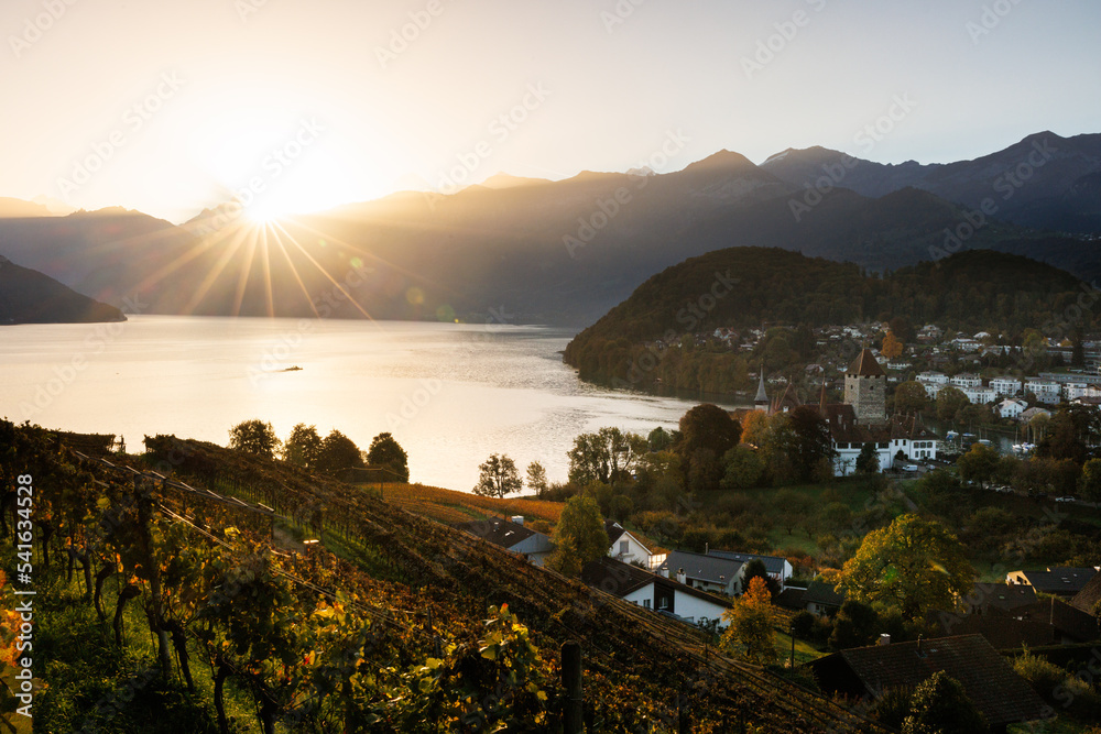 Fototapeta premium sunrise over the Bay of Spiez with vineyards and the castle of Spiez in autumn