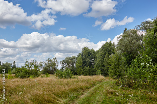 Beautiful summer rural landscape. Meadow with trees and grass against the clouds sky © supersomik