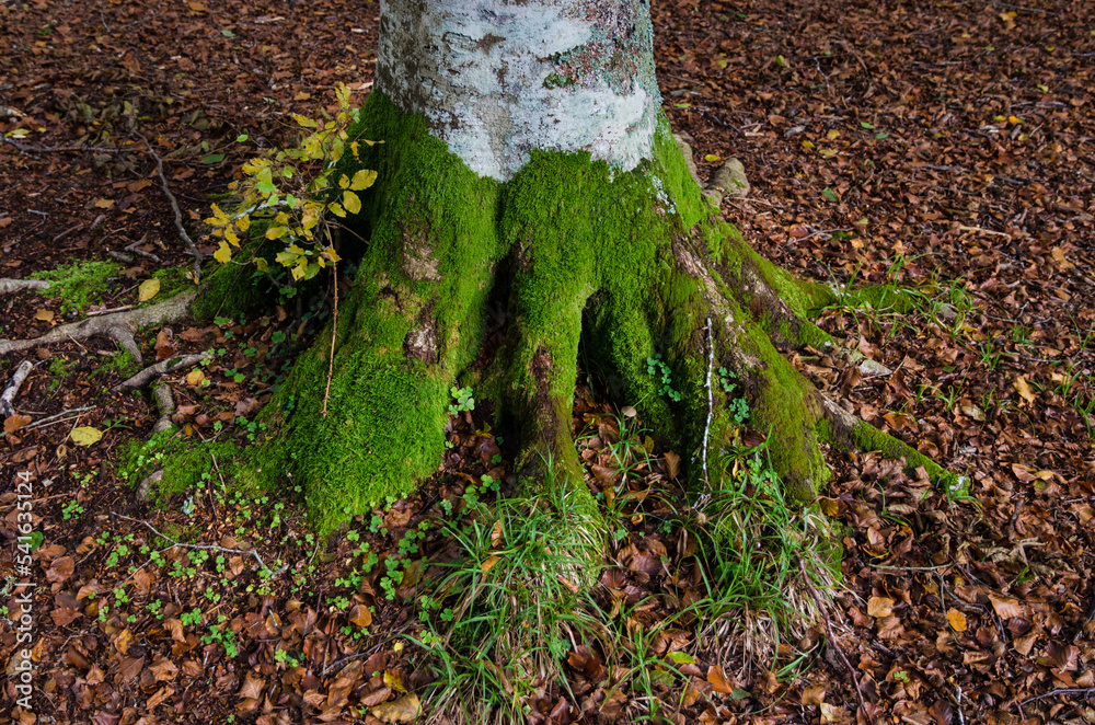 Le radici di un faggio coperte di muschio nella foresta del Cansiglio, ambiente protetto nella provincia di Belluno in Veneto Le radici di un faggio coperte di muschio nella foresta del Cansiglio, ambiente protetto nella provincia di Belluno in Veneto