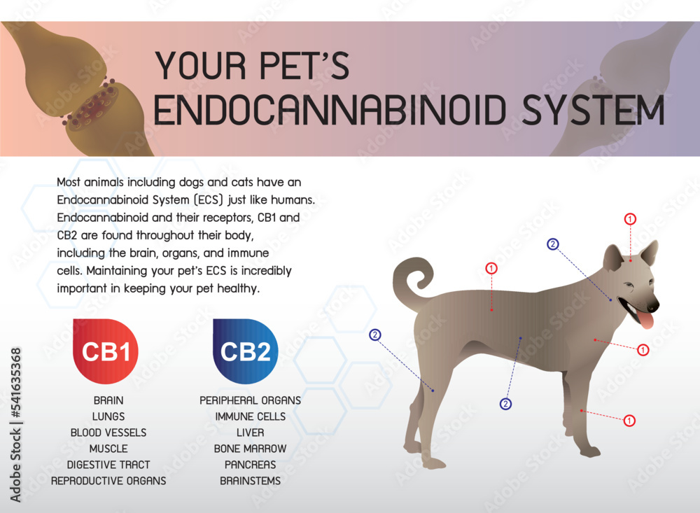 cbd oil does for your pet is infographic and Your pet's Endocannabiniod system