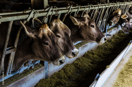 Mucche mangiano tranquille in una stalla di un allevamento dell'altopiano del Cansiglio in provincia di Belluno photo