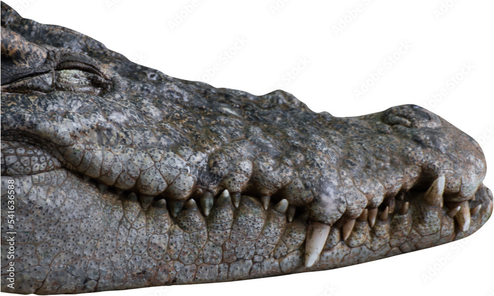 Obraz premium crocodile