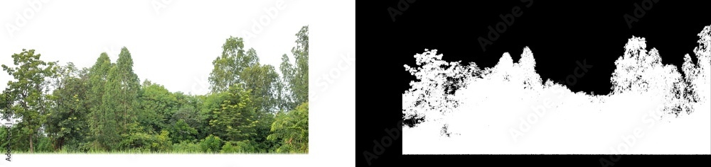 Green Trees isolated on white background. are Forest and foliage in summer for both printing and web pages with cut path and alpha channel on black background