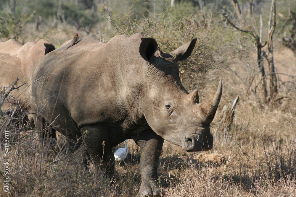 Rhino Rhino