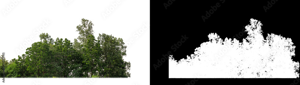 Green Trees isolated on white background. are Forest and foliage in summer for both printing and web pages with cut path and alpha channel on black background