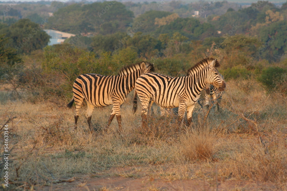 Fototapeta premium Zebra