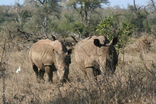 Rhino