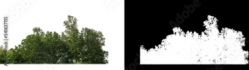 Green Trees isolated on white background. are Forest and foliage in summer for both printing and web pages with cut path and alpha channel on black background